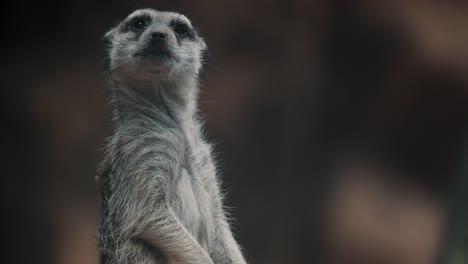 African-Erdmännchen-Untersucht-Das-Gebiet-Auf-Bedrohungen