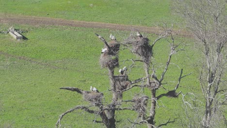 Orbital-drone-filming-in-70mm-of-a-group-of-storks-in-their-nests,-most-of-them-paired,-they-are-in-a-green-meadow,-a-water-pylon-is-seen,-it-is-in-slow-motion-in-winter,-Avila,-Spain