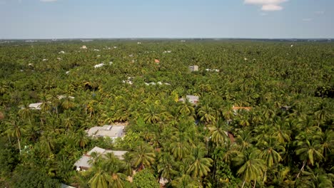 ascending flight over the tropical palm trees of coconut plantations in bến tre, vietnam, asia