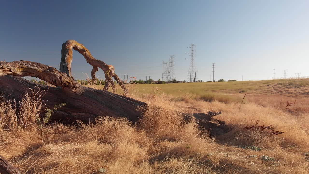 Dead oak tree in sunny field