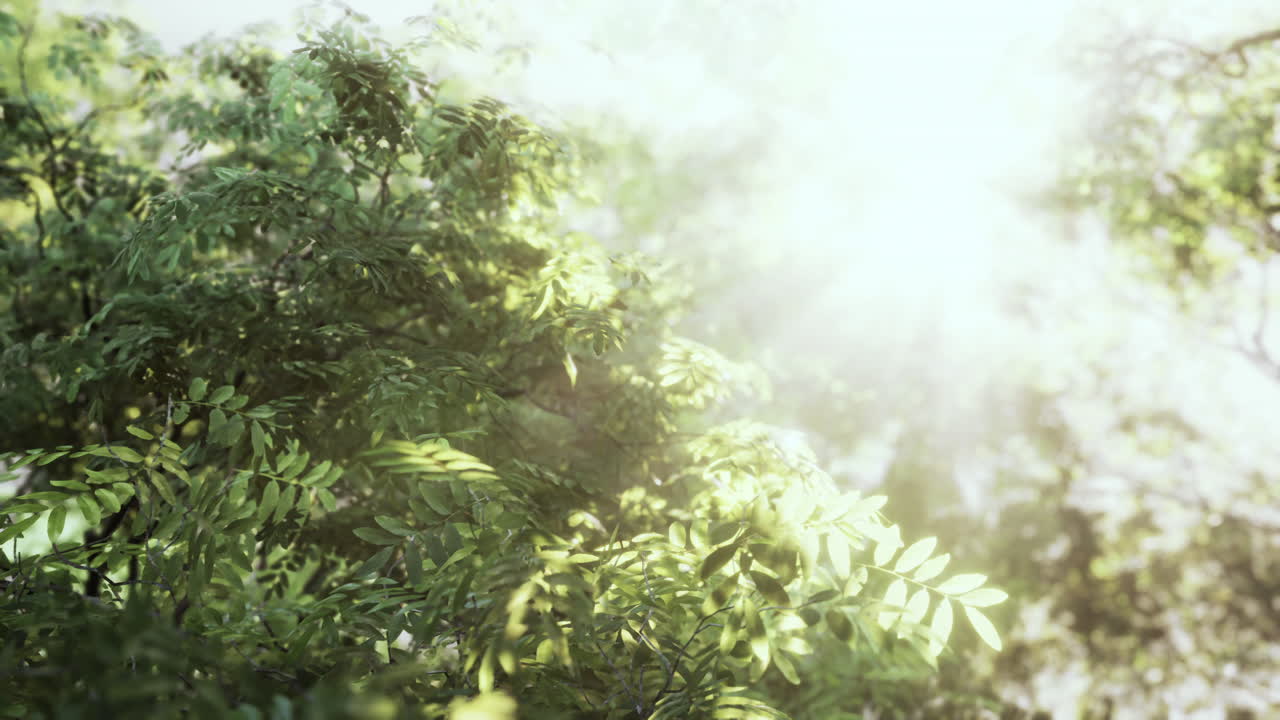 ⁇ 빛 은 안개 가 가득 한 숲 의 나무 들 을 통해  ⁇ 아져 나온다