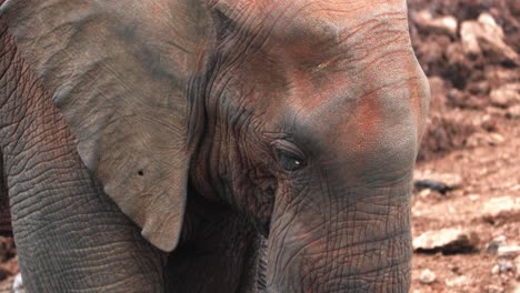 closeup portrait of african bush elephant in aberdare, kenya, east africa