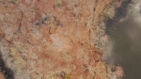 a drone view over a quiet lake, surrounded by and filled with dry trees and a parkway next to it