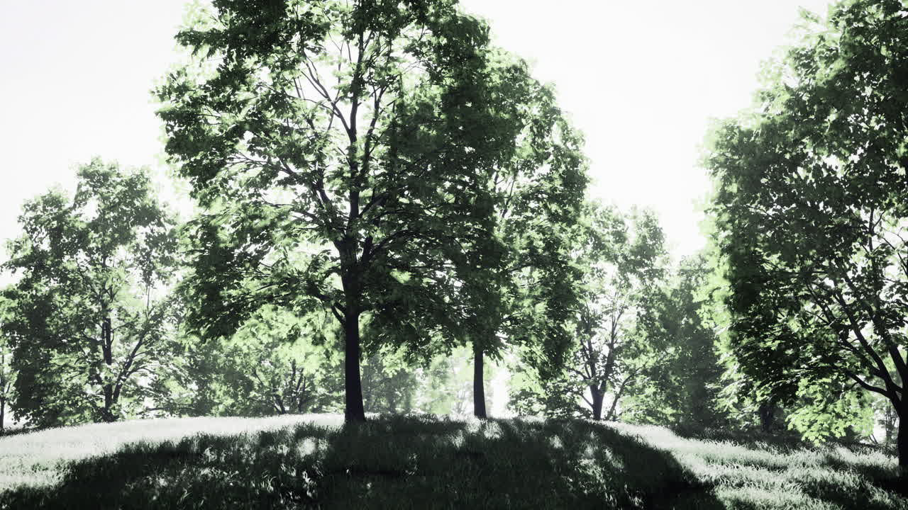 Lush green trees on a hillside under bright sunlight in a serene landscape