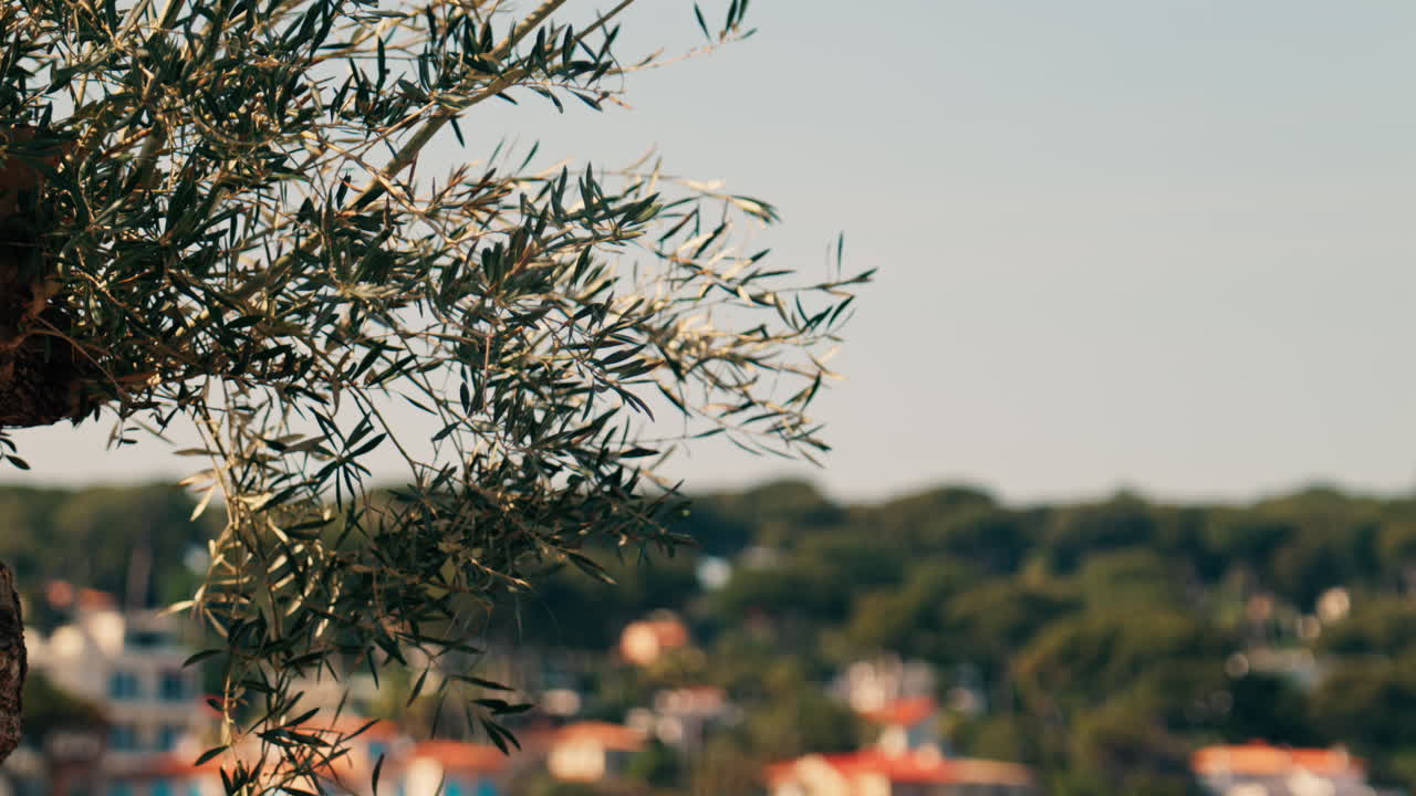 Close up of a tree branch moving in the wind with a blurred view of orange villas surrounded by trees in the background