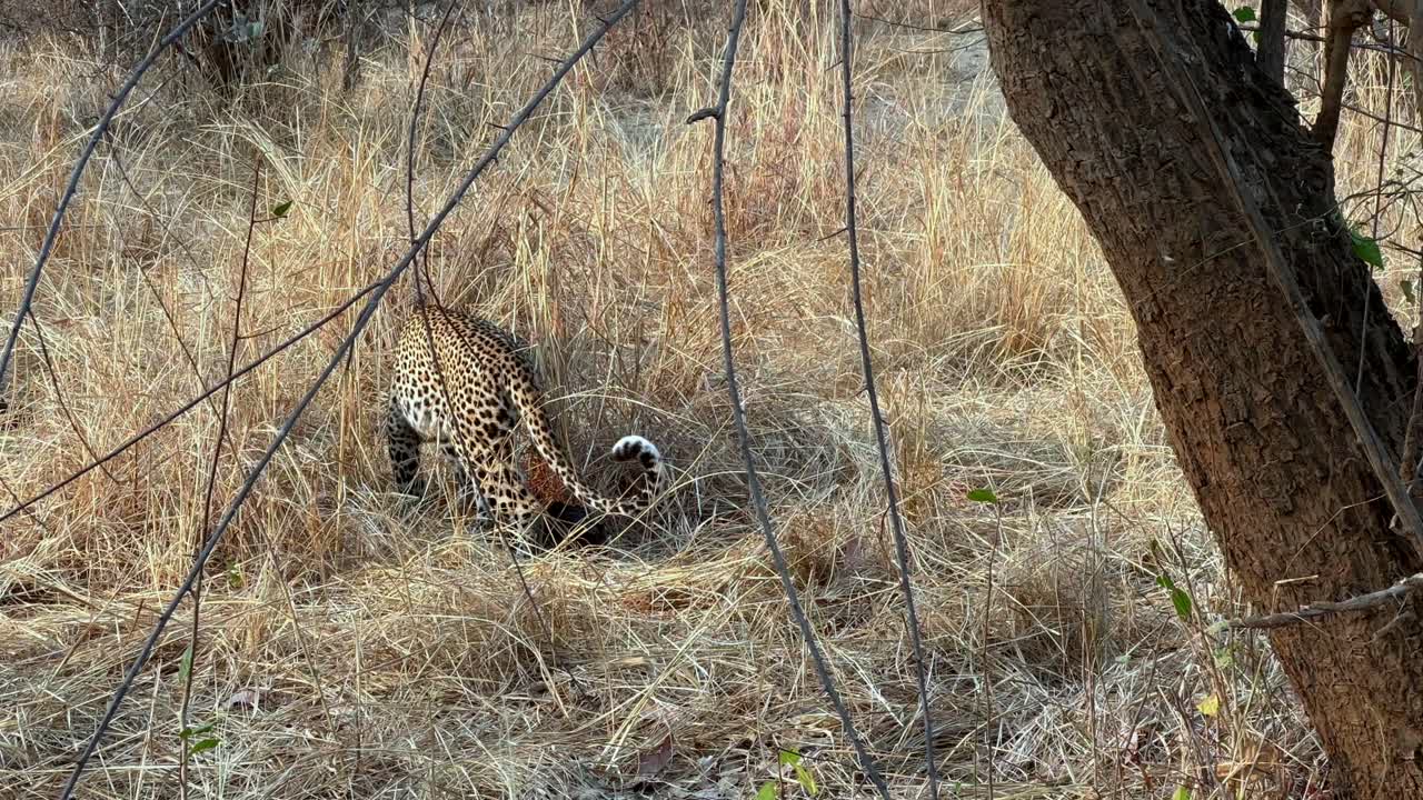 Leopar (Panthera pardus), Zambiya'daki Güney Luangwa Milli Parkı'nda kurumuş otların içinde yuvarlanıyor.