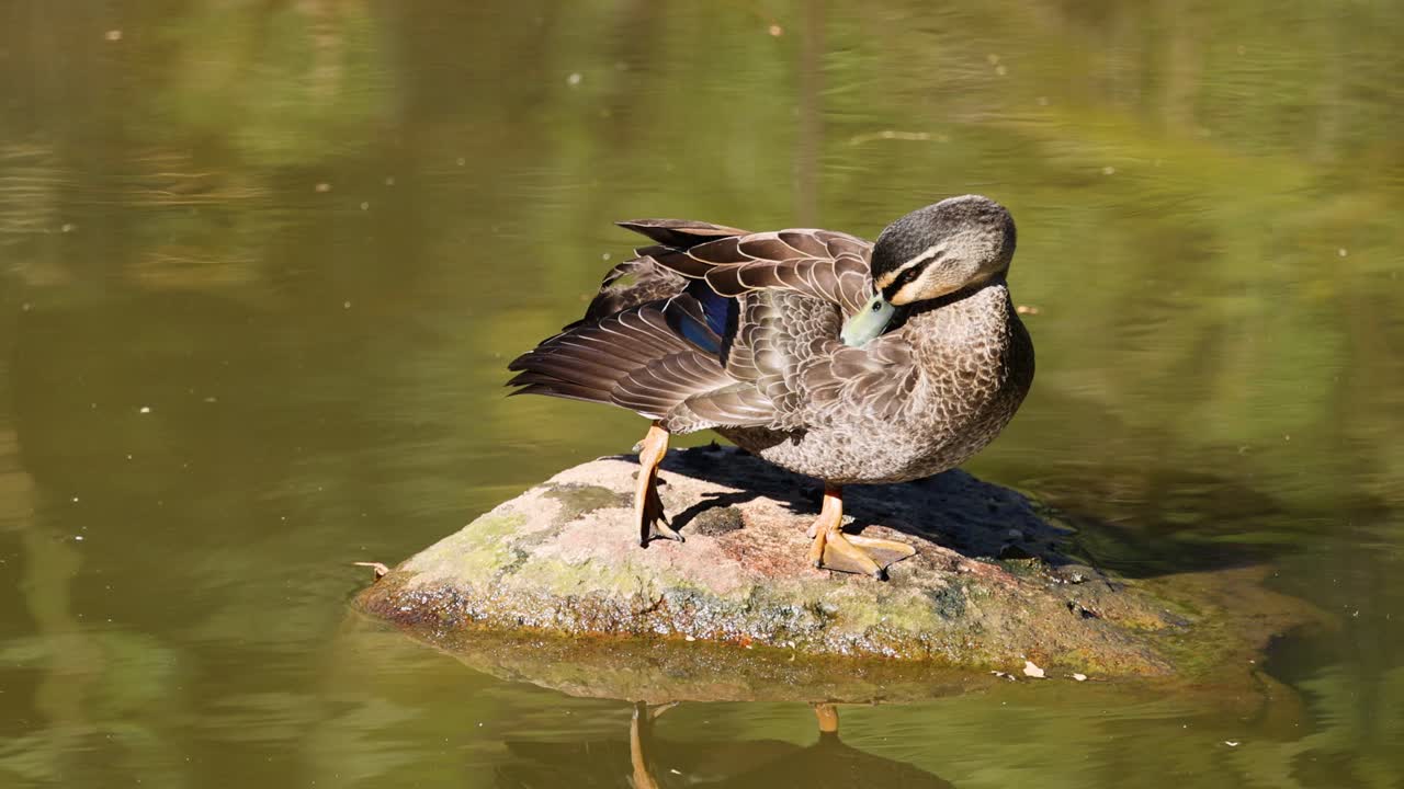 멜버른 동물원 의 바위 에 있는 오리 의 털 을 는 것