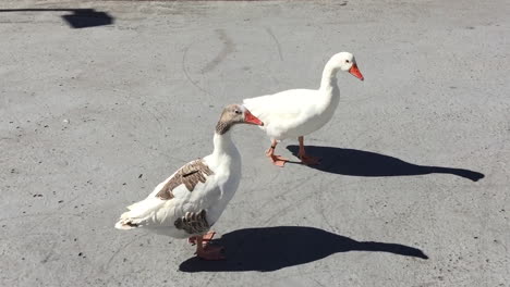 Goose at Santa Cruz