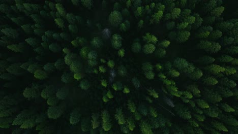 rising overhead aerial view of dark green pine trees in dense forest