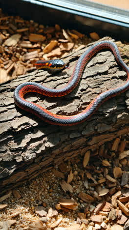 Striped Snake Resting on a Log