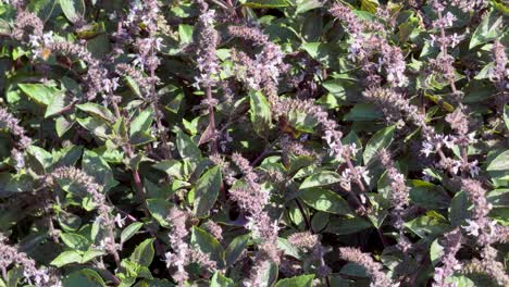 a bee actively pollinates blooming ocimum basilicum (basil) flowers in a lush outdoor garden, captured in bright natural sunlight with a steady camera