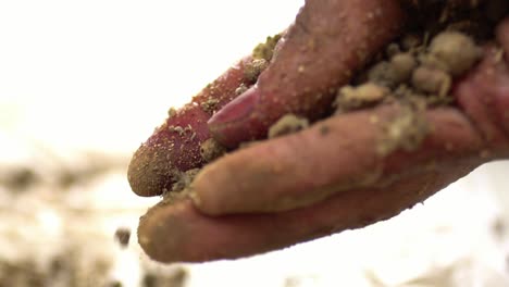 hands producing madder powder for medicine and textiles dye in pakistan and india