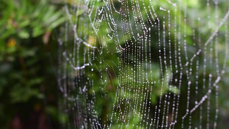 Primer-Plano-De-Alta-Calidad-De-Una-Telaraña-Con-Cuentas-De-Lluvia,-Revoloteando-En-La-Brisa,-Con-Poca-Profundidad-De-Campo-Y-Una-Cortina-De-Exuberante-Vegetación-En-El-Fondo