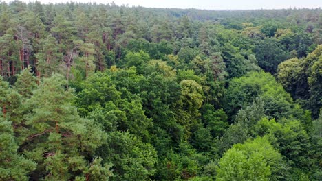 green treetops. amazing view on dense forest in summer. nature landscape. panoramic view of beautiful woods. motion camera back. aerial view.