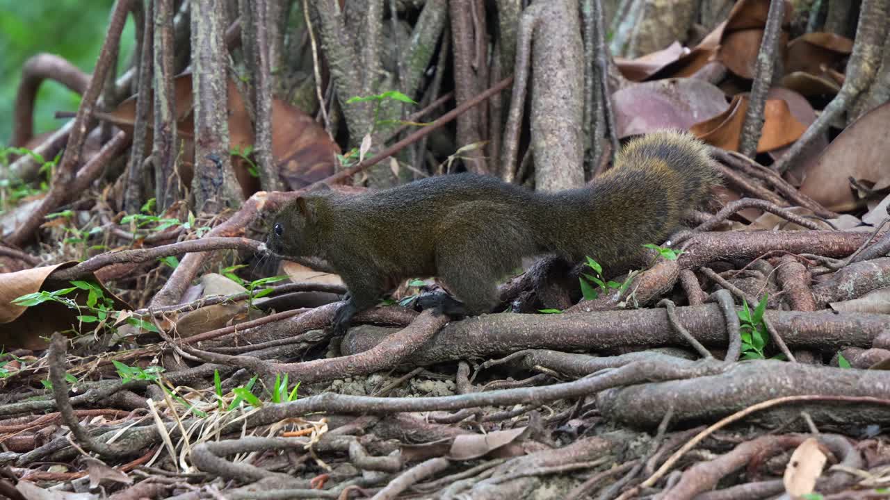 Close up shot of a cute little Pallas's squirrel, curiously sniffing and foraging around the exposed roots of an ancient tree in the ground of ecological forest park