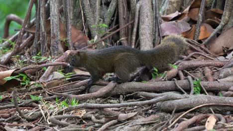 Close-up-shot-of-a-cute-little-Pallas's-squirrel,-curiously-sniffing-and-foraging-around-the-exposed-roots-of-an-ancient-tree-in-the-ground-of-ecological-forest-park