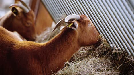 Süße-Rote-Ziege,-Die-Heu-Auf-Einem-Bauernhof-Isst