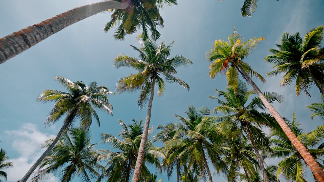 A lush belt of towering palm trees lines the pristine shore of Geiymiskih Fannu Beach on Fuvahmulah.
