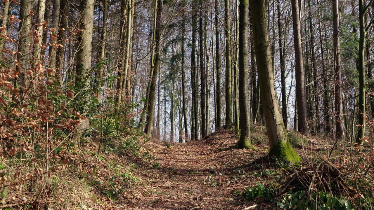 un sentiero nel bosco coperto di foglie