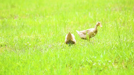 rouen clair domesticated ducks feeding in grass at a poultry farm of rural bangladesh