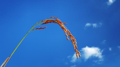 single rice plant stem against blue sky on windy day, static view