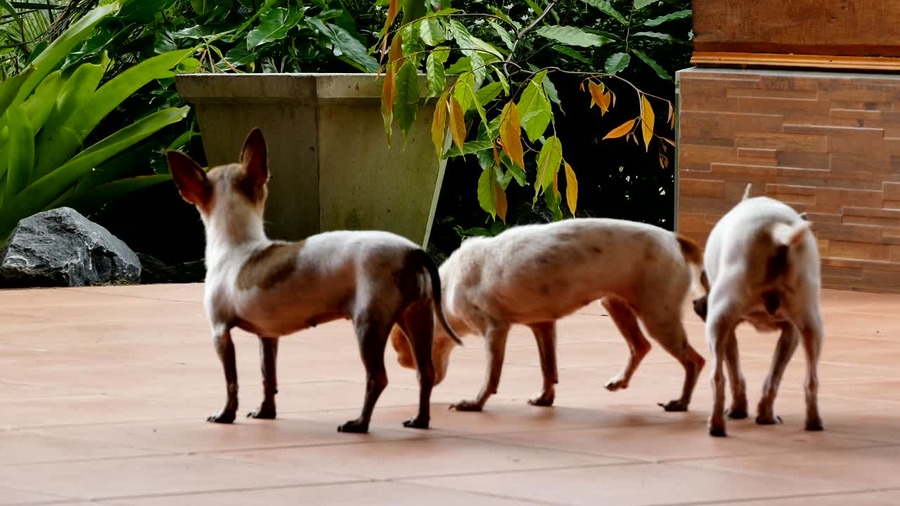 치후아와 개 는 친구