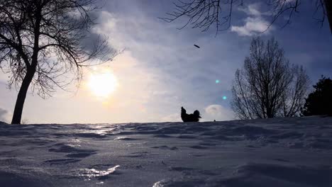 silhouette of dog catching frisbee in air