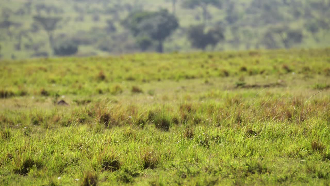 animal africano hiena caminando a través de la sabana, vida silvestre africana en la reserva nacional de maasai mara, kenia, áfrica animales de safari en la reserva de masai mara norte