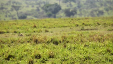 Afrikanische-Tierhyäne,-Die-Durch-Die-Savanne-Spaziert,-Afrikanische-Tierwelt-Im-Masai-Mara-Nationalreservat,-Kenia,-Afrikanische-Safaritiere-Im-Masai-Mara-Nordschutzgebiet