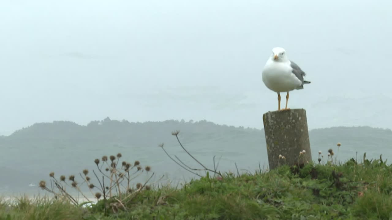A Seagull on a Post at the Coastline