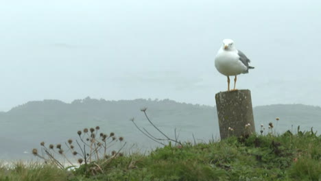 a seagull on a post at the coastline
