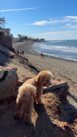 dog at the beach