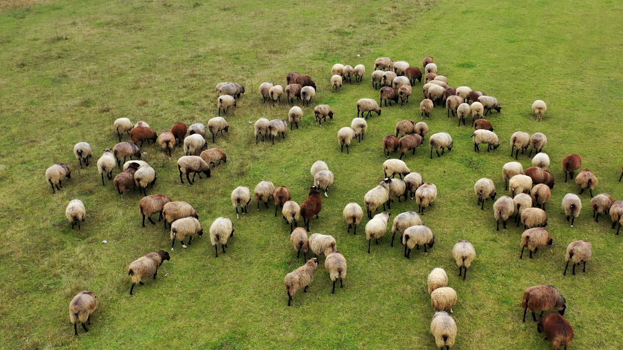 Pecore a pelo lungo che mangiano erba in un campo agricolo. Video dall'alto di animali domestici su un prato verde.