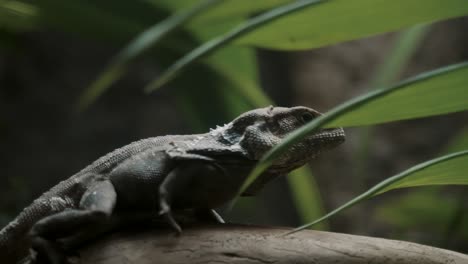 frillneck lizard crawling on the woods in tropical jungle