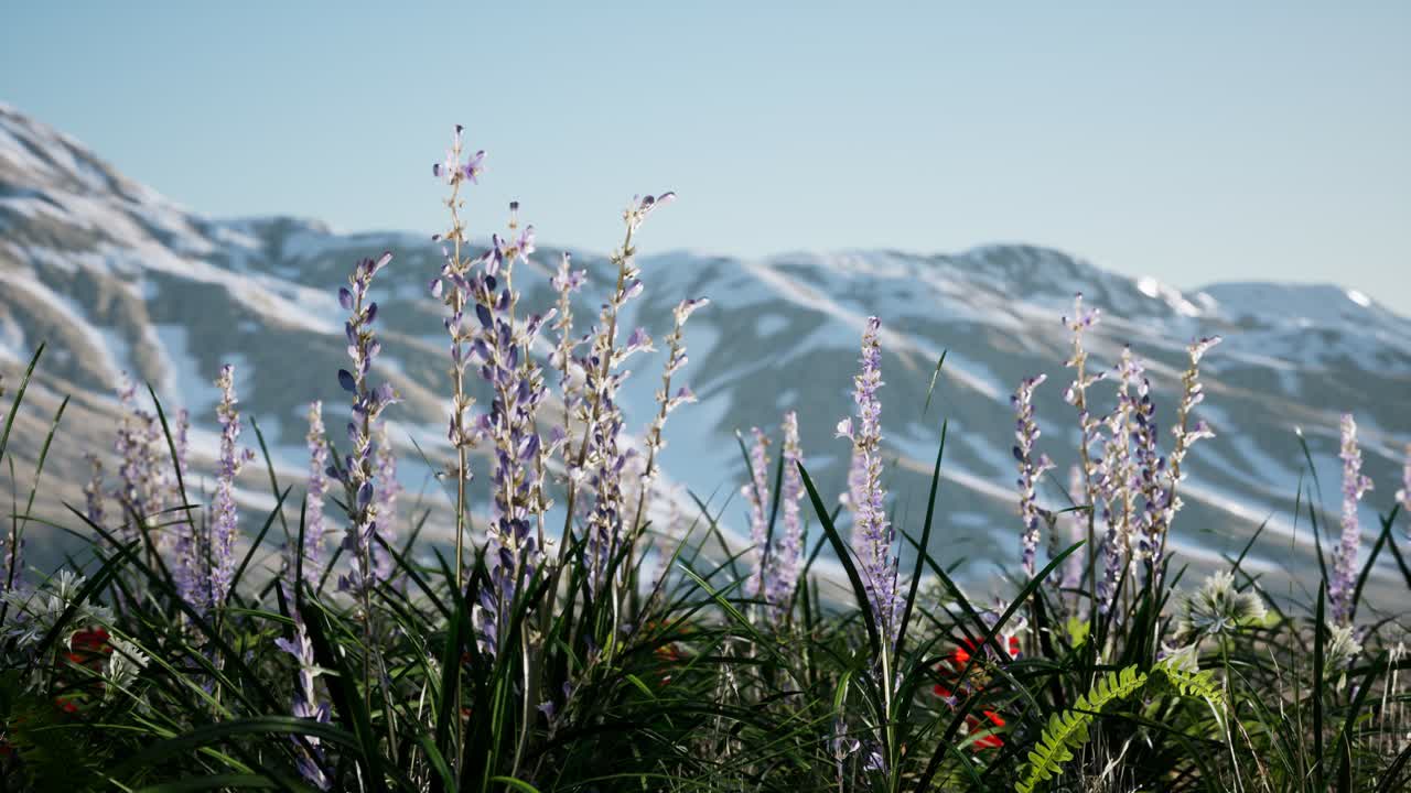 лавандовое поле с голубым небом и горным покровом со снегом