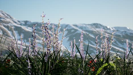 lavender field with blue sky and mountain cover with snow