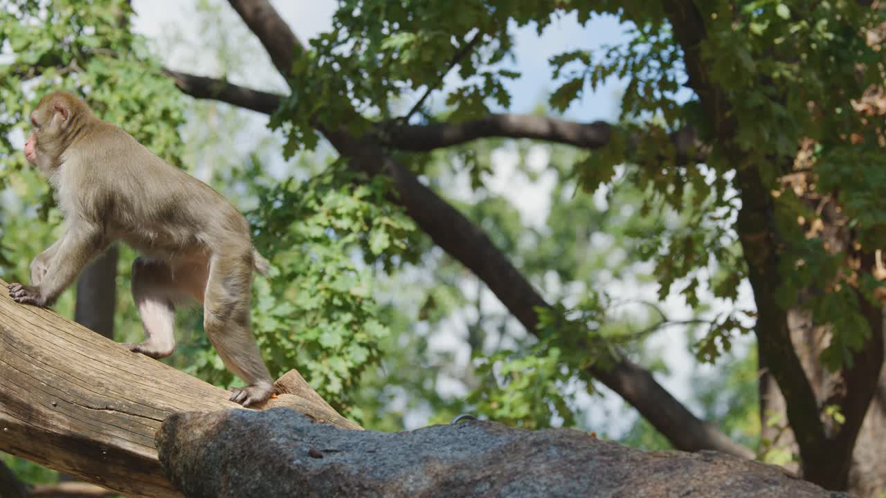 Macaque monkey climbs and sits on sunlit tree branch in lush outdoor zoo habitat