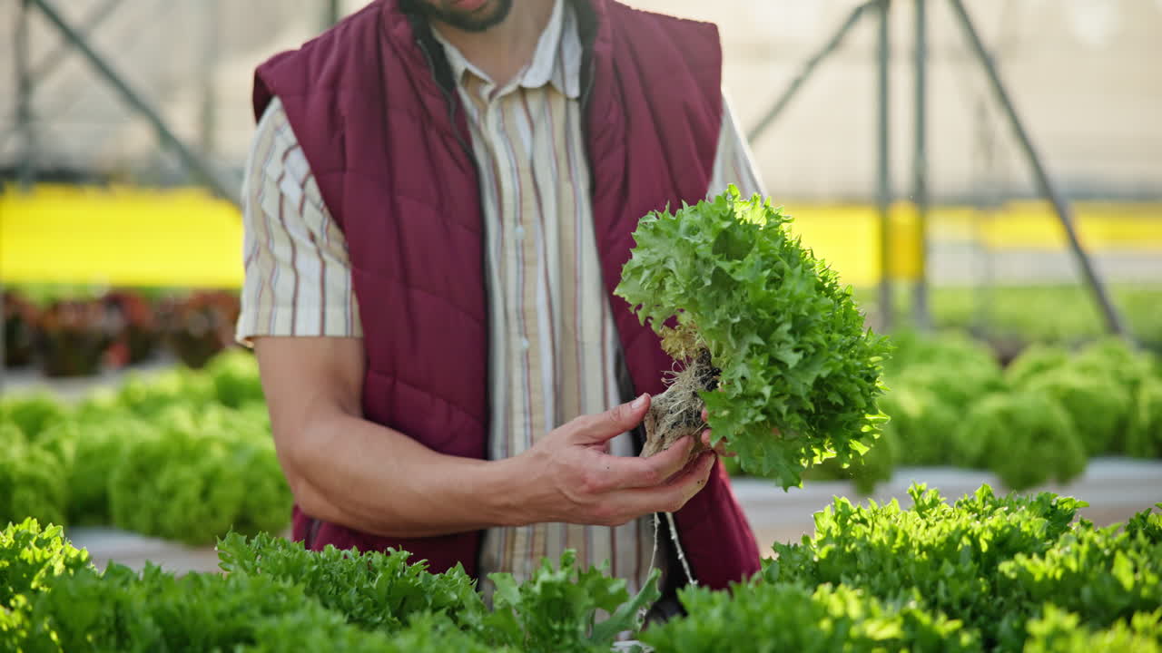 Hydroponic Lettuce Farming in a Greenhouse