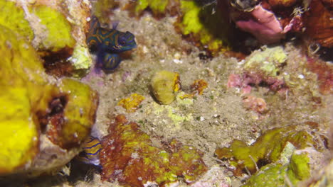 Male-and-female-mandarin-fish-meander-through-a-colorful-coral-reef-dominated-by-yellow-and-pink