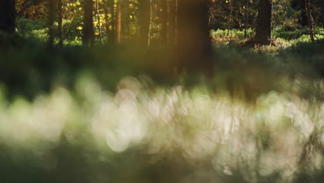 an enchanted autumn forest lit by the gentle morning sun