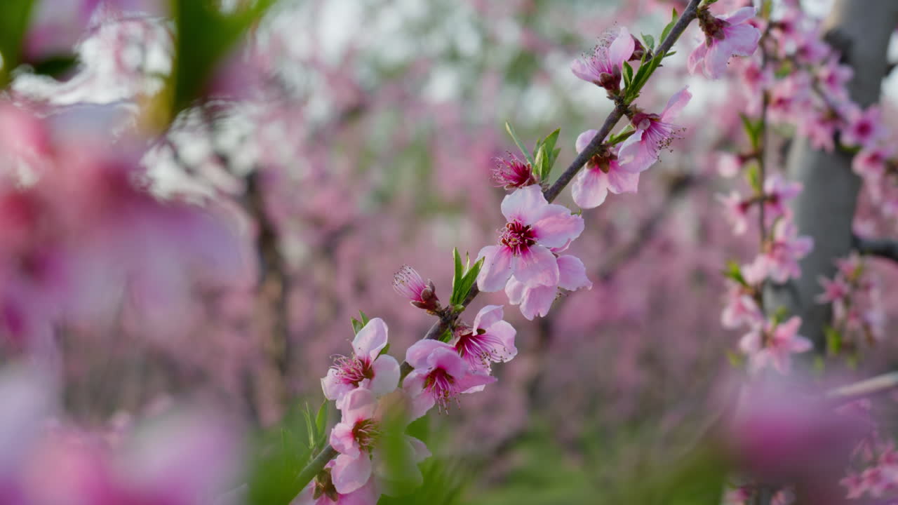 Delicate Peach Pink Blossoms in Spring Wind and Sun