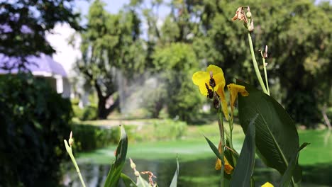 yellow flowers in a garden with pond