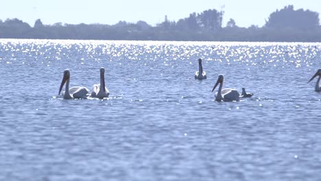 Herde-Weißer-Pelikane,-Die-In-Der-Bucht-Von-Florida-Schwimmen-Und-Abheben