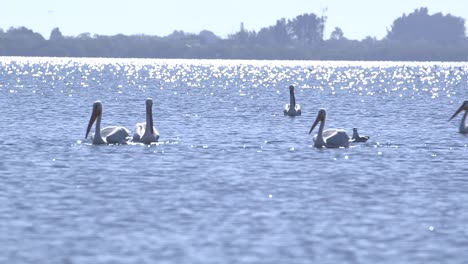 flock of white pelicans swimming and taking off on florida bay