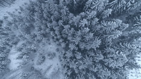 aerial drone top down shot of white snow covered trees in a coniferous forest on a cold winter day