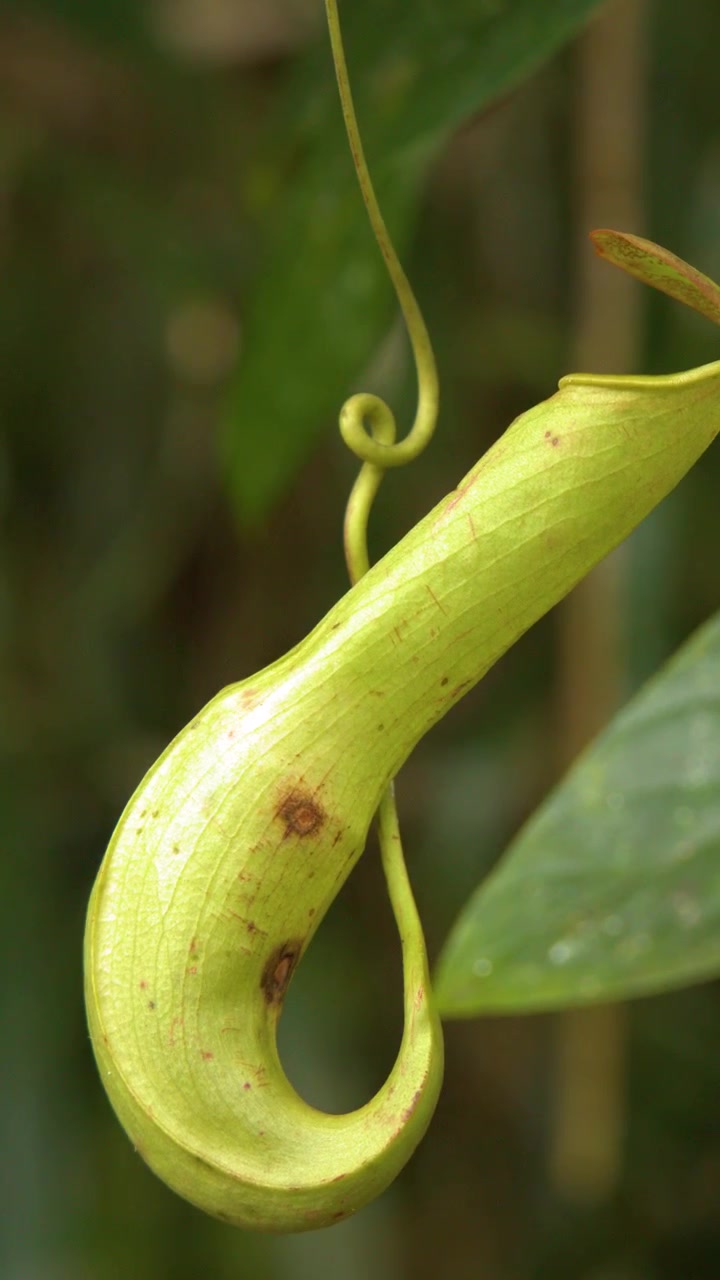 Close-up of a Green Carnivorous Pitcher Plant