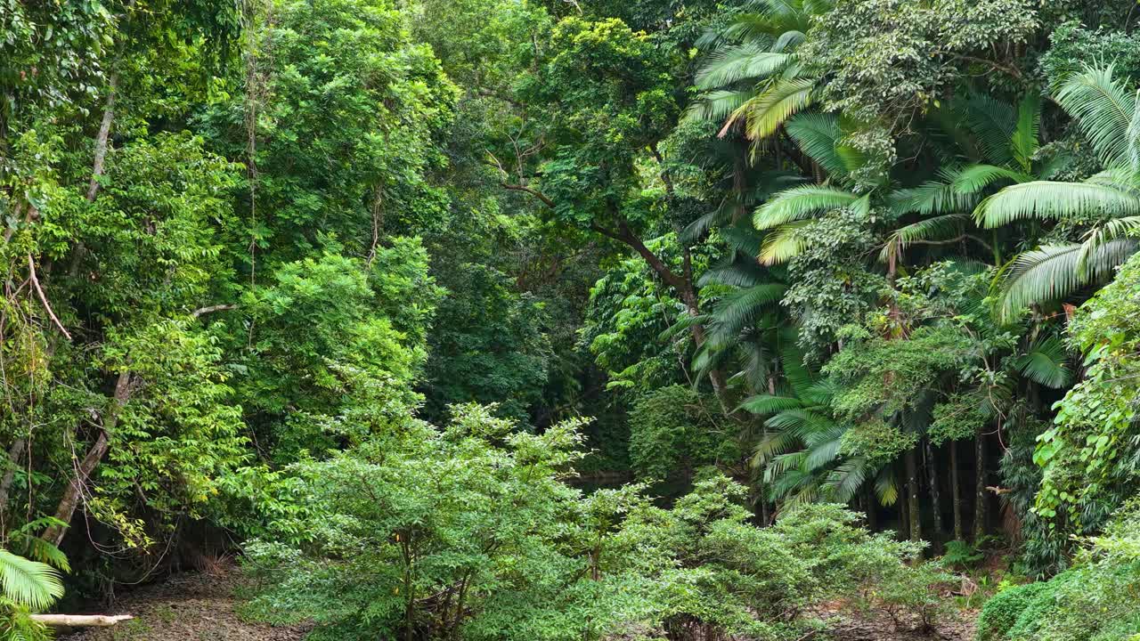Drone footage captures the dense, vibrant greenery of the Daintree Rainforest canopy in Port Douglas, Australia, under natural daylight