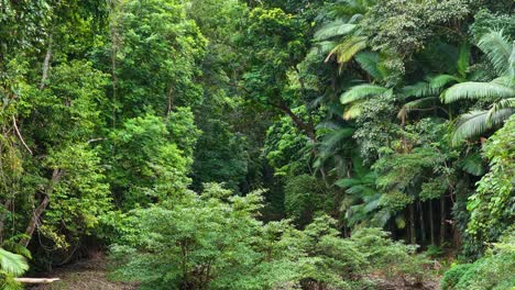 drone footage captures the dense, vibrant greenery of the daintree rainforest canopy in port douglas, australia, under natural daylight