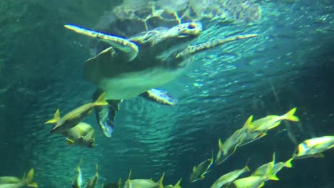 large sea turtle swimming under water, underwater shooting in the aquarium, close-up