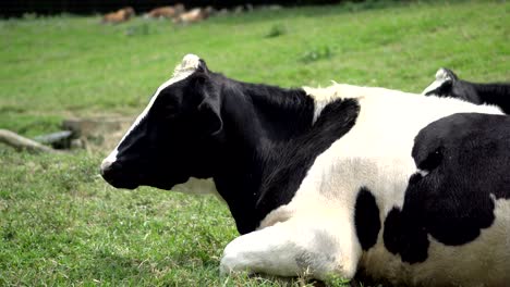 in the sunny morning, a cow lies on green grass. in the pasture.